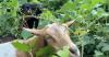 Hungry goats help reveal past at historic African American cemetery in Georgia