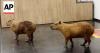 WATCH: Capybaras roam the halls of Brazil's state legislature building