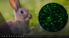 What is ‘rabbit fever?’ Health officials report 3 probable cases in New York
