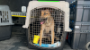 Rescue animals arrive via airplane for HAWS adoption campaign