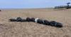 Plum Island Beach trashed, local man helps clean it