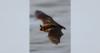 Rabid bats found in Nez Perce County; take precautions