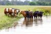 K-State watershed specialists, livestock experts emphasize importance of water sources