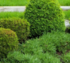 Assessing Plant Health Problems