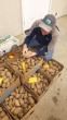 Potato pest management field day set in south-central Idaho