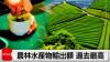 Japan's Agricultural Exports Hit Record High as Green Tea Surges 83.5%