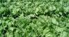 California agricultural officials say produce is safe to eat