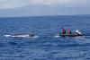 Humpback whale likely to die after fishing gear entanglement