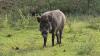 ICAR develops indigenous vaccine for African swine fever