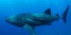 Cameras attached to fins of whale sharks capture newly obtained, rare footage of unknown behavioral traits