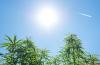 FAA Reviews Cannabis Fitness Standards