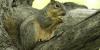 Georgia’s squirrel hunting season opens Aug. 15