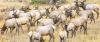 NRCS to Fund Virginia Elk Project with $2.89 Million