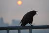 WEST SEATTLE WEATHER: Adding a heat alert to the smoke alert