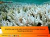 Scientists say coral reefs need time they no longer have as bleaching accelerates