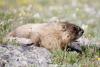 OnlyMarms? Biologists in Colorado turn to OnlyFans crowdfunding for marmot study after grants dry up
