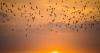 Can Investors Make a Profit by Saving Bats?