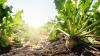 Experts Evaluate Alarming State of U.S. Sugar Economy
