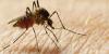 Health officials share tips to stay safe during mosquito season