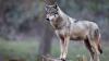 NCBA, PLC, WCA Urge Senate to Pass Bill Delisting Gray Wolf