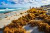 Sargassum Is Stinking Up Popular Beaches. Heres Where to Go Instead