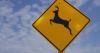 New online tool identifies animal-collision hotspots in Montana