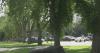 2 more cases of Dutch elm disease confirmed in Edmonton