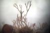 Ancient maerl beds reveal seaweed species new to science off England's Cornwall coast