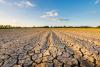 Heatwave and drought cost UK farmers £390m, research suggests