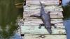 Habitat loss in Florida is pushing American crocodiles onto docks, jet skis, and paddleboards