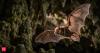 America's only pesticide-free rice farm? 250,000 bats replace pesticides at this California rice farm every single night