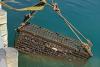 Malaga scientists dunk 160 bottles of Axarquia wine ten metres under the sea to test rumours