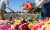 Victorian court finds injured flower-farm worker ran an independent business