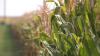 Senate committee to mull Farm Bill as pressure on Nebraska's agricultural sector grows