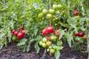 August gardening on the Peninsula: Tips for harvesting and preserving summer crops while planning your fall garden