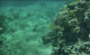Aqaba’s Coral Reefs Earn Jordan a New UNESCO World Heritage Site 
