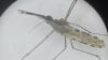 An Invasive Mosquito Is Spreading With Alarming Speed, Threatening Africa’s Cities