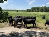 Colorado: Bonny Reservoir adaptive grazing demonstration project