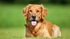 North Korea Urges Citizens To Eat Dog Meat To Beat Summer Heat, Says It's 'Highly Nutritious'