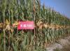 Deadly heatwave grips China as extreme temperatures cause casualties