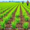 India’s Nitrogen Crop Restructuring Could Deliver Environmental Benefits and Reshape Interstate Trade