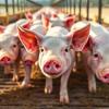 Mizzou Research Helps Pork Producers Protect Pigs From Extreme Heat