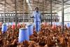 Egypt targets sub-Saharan Africa to expand poultry and egg exports