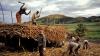 PM to lead sugar industry consultations with farmers in Vanua Levu
