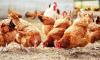 Australia confirms first mass deaths linked to H5N1 bird flu
