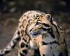 Clouded Leopard Day highlights one of Asia's most mysterious cats