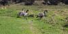 ADMINISTRATIVE RULE AMENDMENTS PROPOSED TO IMPROVE PROTECTIONS OF HAWAIʻI’S INDIGENOUS WILDLIFE