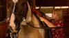 Iowa teen raises, trains horse to help pay for college