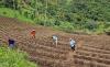 CARDI tomato variety trials underway in St. Vincent