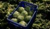 America's biggest food distributor cuts suppliers as 'explosive diarrhoea' cases rise